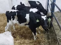 Buğa, Russian Black pied cattle — foto 1