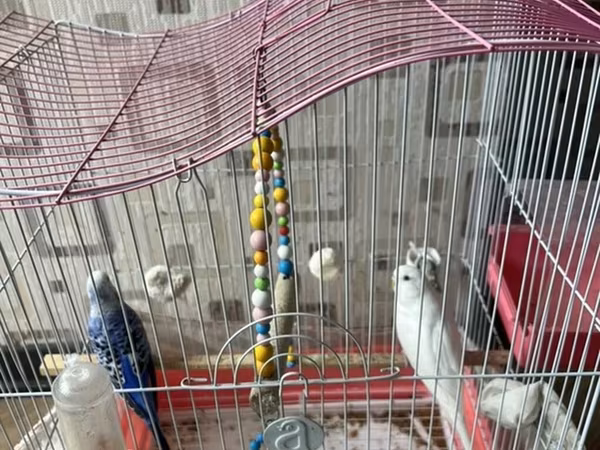 Məhəbət quşu iki dənə ağ və mavi
butun əşyalarnan