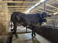 Vaca, Brahman — foto 2
