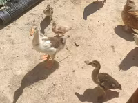 Geese — photo 4