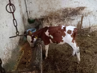 Buğa, Simmental cattle — foto 2