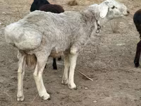 Кочкор, Койлор — сүрөт 2