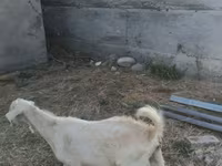 Qoyun, Qoyunlar — foto 6