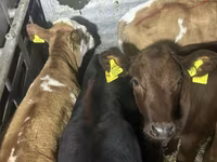 Bull, Cattle — photo 1