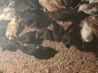 Chickens — photo 2
