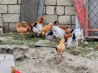 Chickens — photo 4