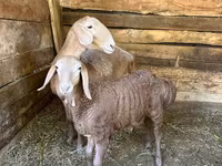Qoyun, Afghan Arabi sheep — foto 3