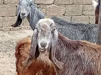 Dişi keçi, Damask goat — foto 3