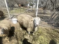 Sheep (batch, sex not specified), Sheep — photo 4