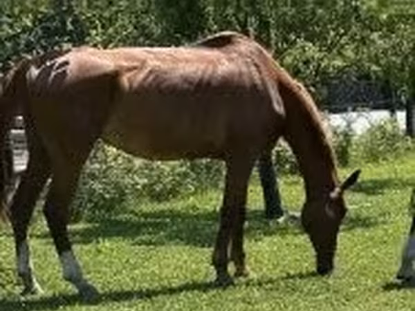 Toychoq, Polish pony