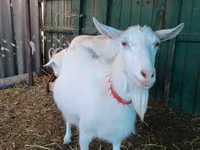 Dişi keçi, Saanen goat — foto 2