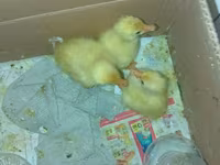 Ducks — Foto 1
