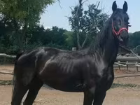 母马, Friesian — 照片 4