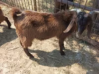 Keçi, Damask goat — foto 2