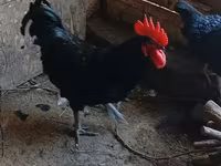 Australian Pit Game fowl — photo 4