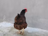 Chickens — foto 3