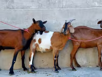 Goat, Nubian Goat — photo 1