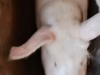 母猪, Ландрас — 照片 2