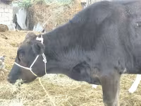 गाय, Swiss cattle — फ़ोटो 2