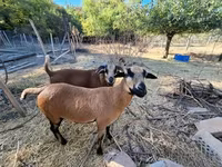 Ovce, Cameroon sheep — foto 3