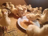 Turkeys — photo 4