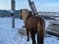 At, Yakutian horse — foto 4