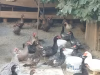 Domestic Muscovy — photo 5
