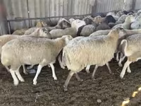 نعجة, الأغنام — الصورة 7