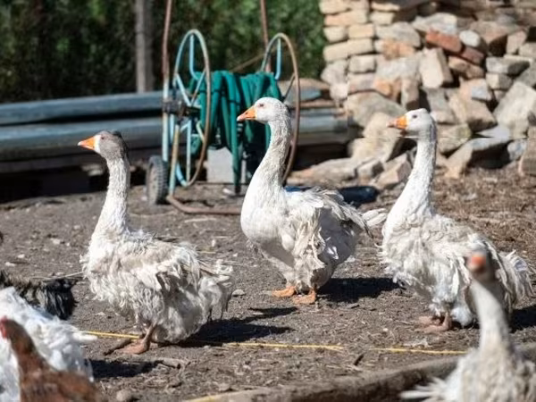 Geese