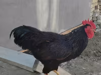 Chickens — foto 1