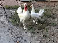 Chickens — 照片 3