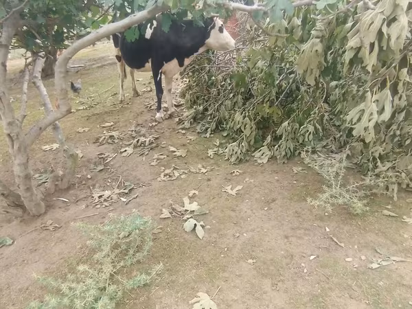 Корова, Simmental cattle