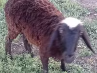Sheep (batch, sex not specified), Sheep — photo 1