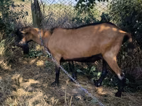 Kozel, Alpine goat — foto 3