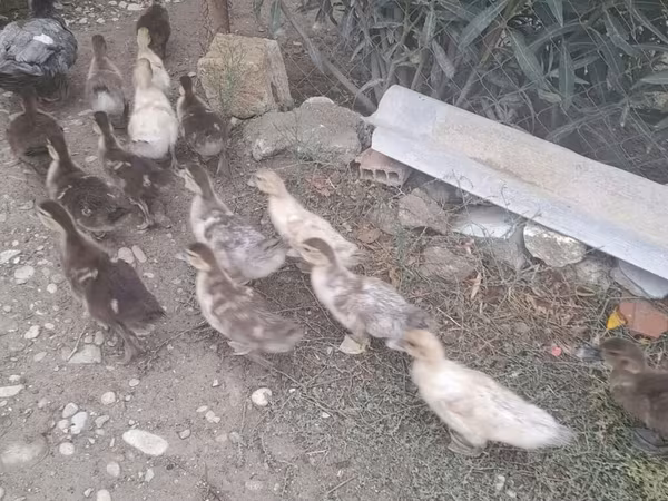 Ducks — Azerbaijan