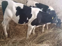 Cow, Russian Black pied cattle — photo 6