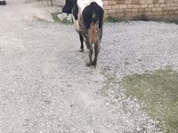 母牛, Red-spotted breed — 照片 4