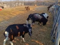 母山羊, Goats — 照片 1