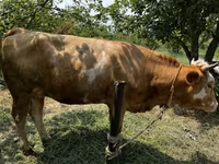 Cow, Cattle — photo 5