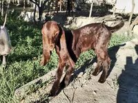 Ziege, Kamori goats — Foto 4