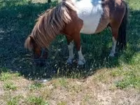 Cavalo, Indian half-bred — foto 2