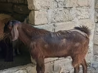Dişi keçi, Keçilər — foto 1