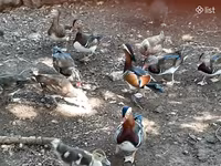 Ducks — Foto 6