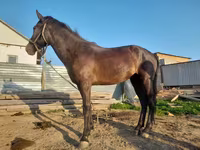 Mare, Horses — photo 1