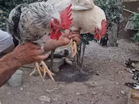 Chickens — photo 3