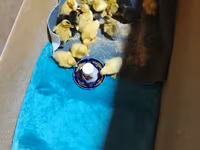 Deutscher Pekin — Foto 5