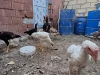 Chickens — photo 4
