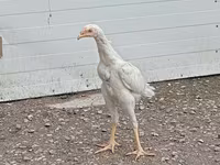 Chickens — الصورة 4