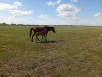 Yegua, Kinsky horse — foto 3