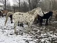 Caballo, Mugalzhar horse — foto 2